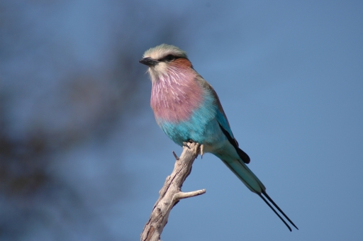 S lilac roller 